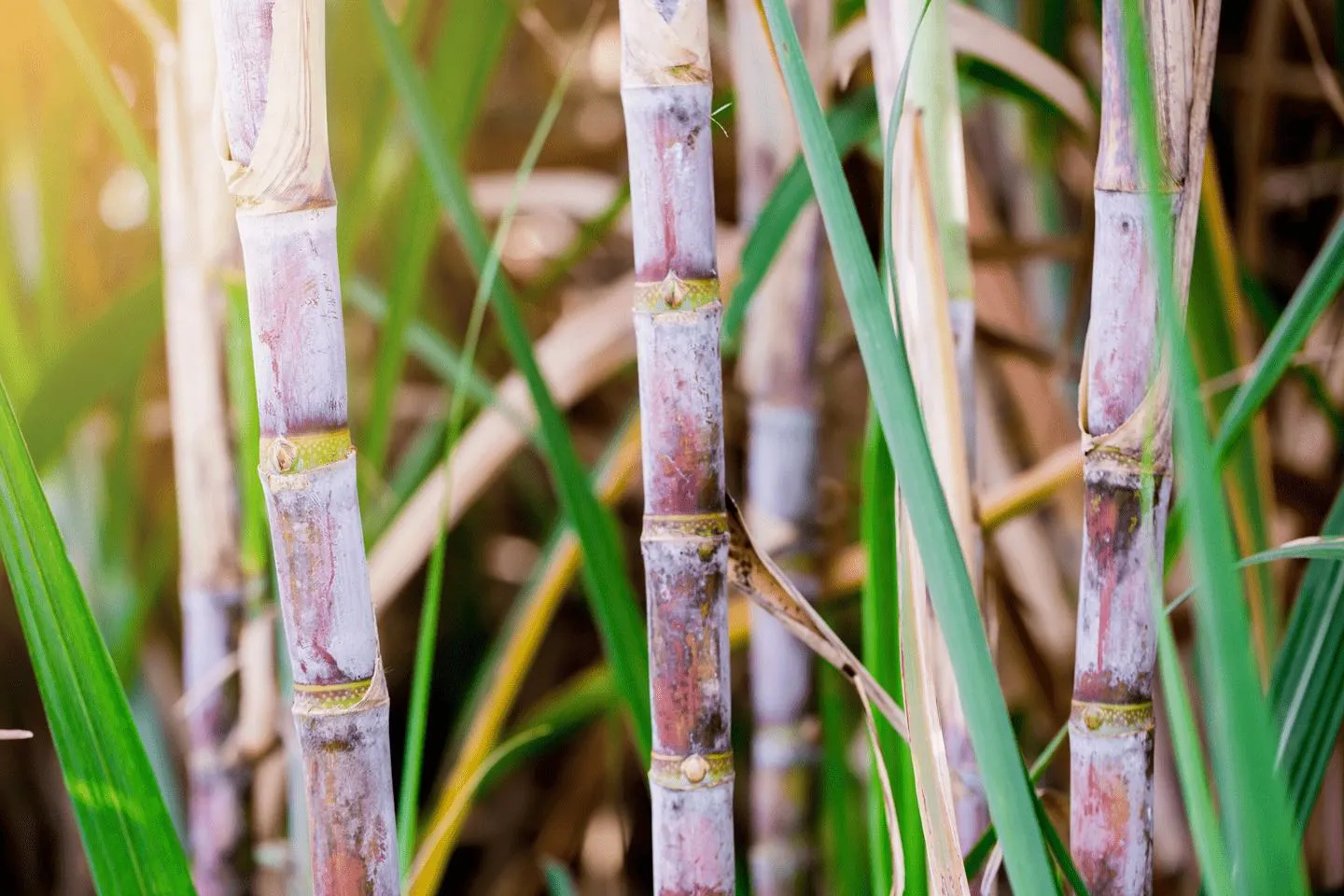 Sugar-Industry-opt